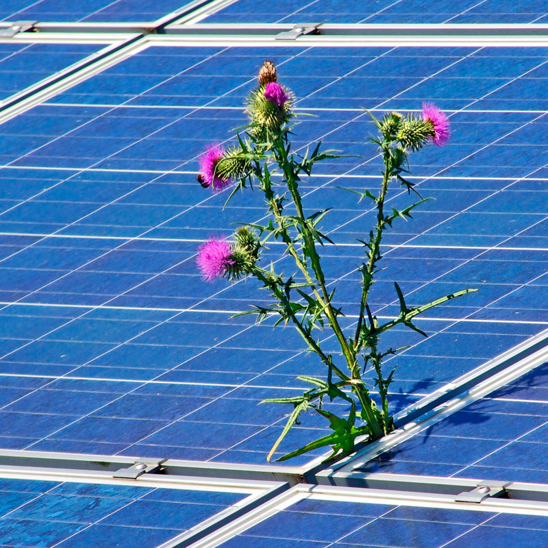 Solarpanelreinigung